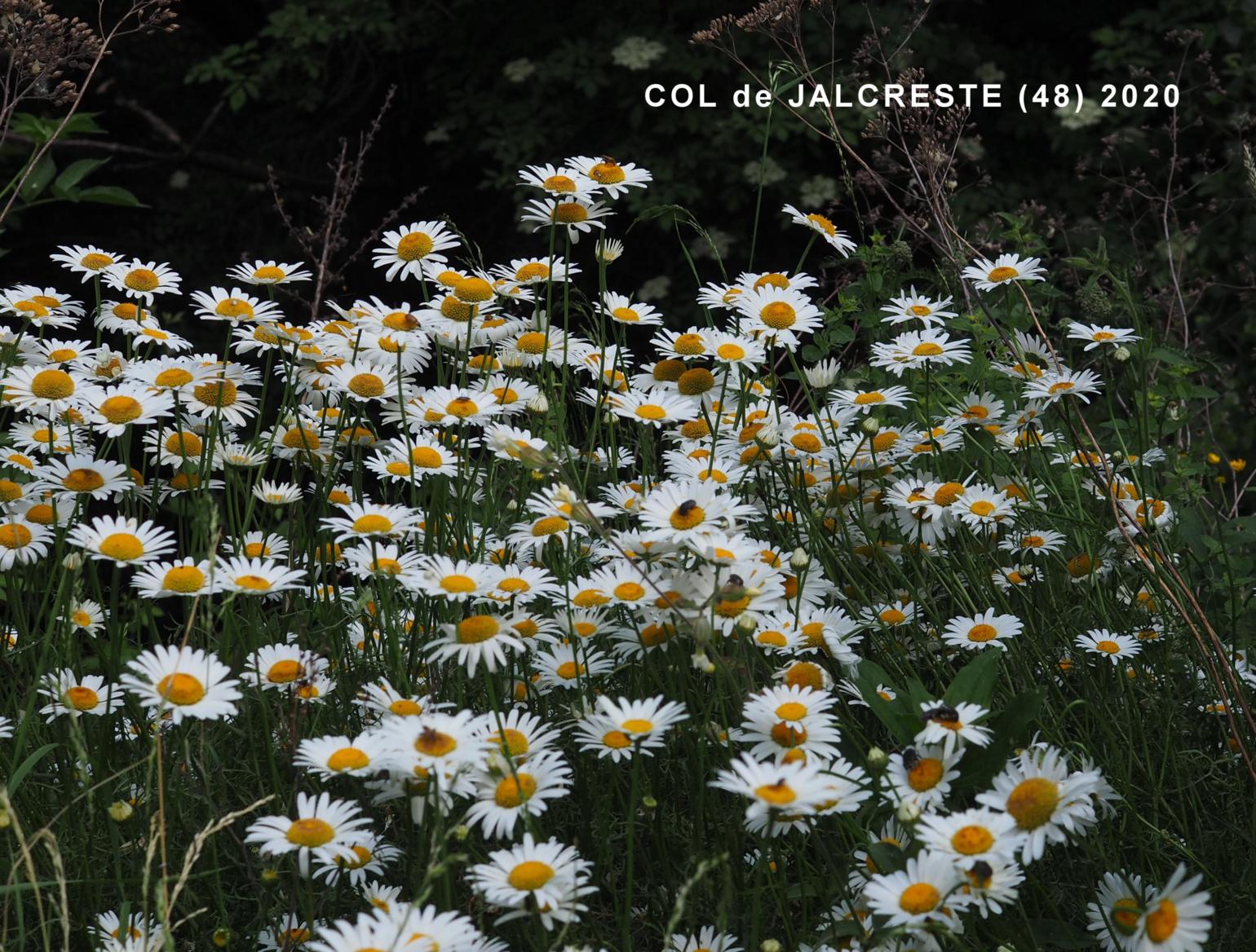 Daisy, Montpellier